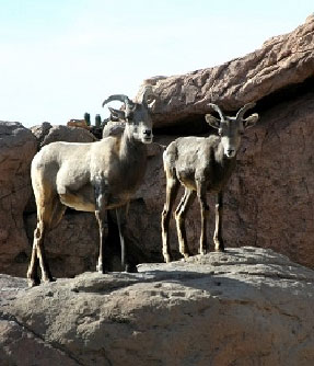 SONORA DESERT MUSEUM